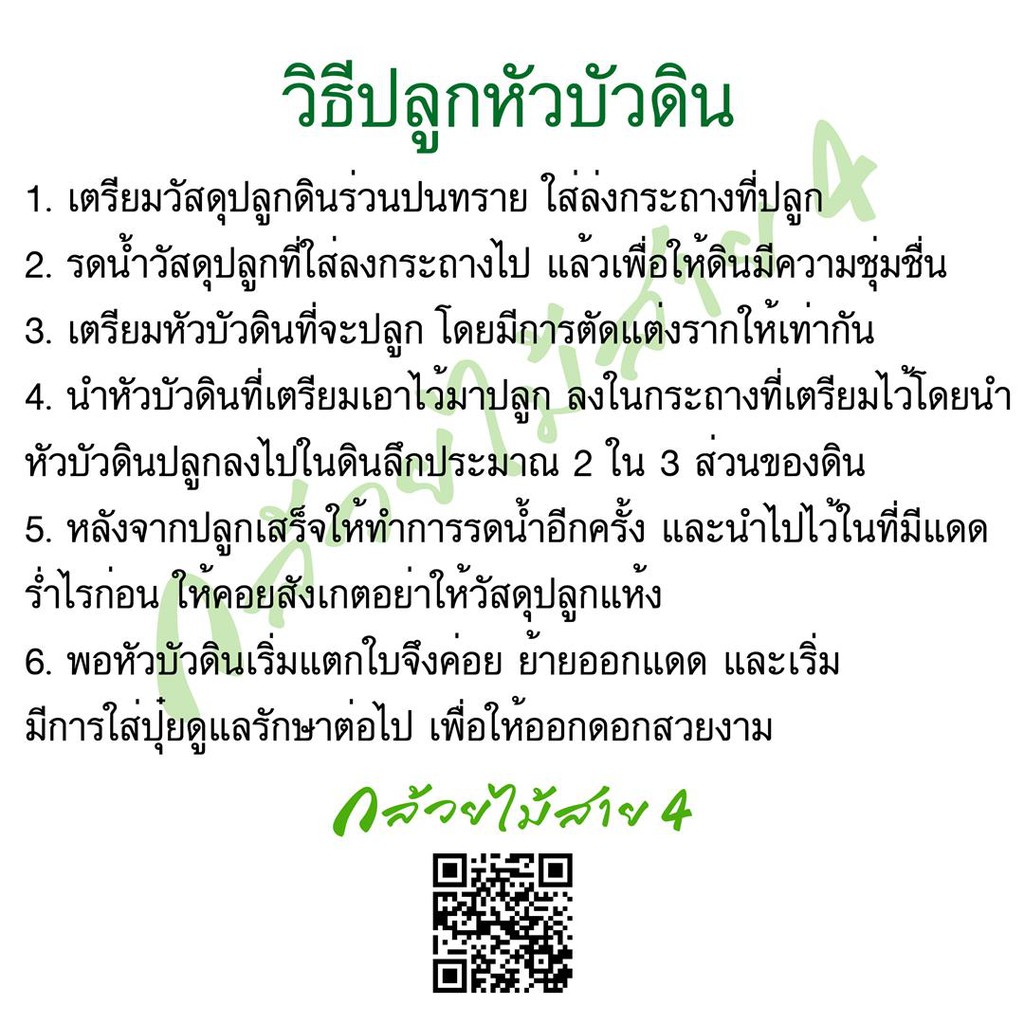 หัวบัวดิน-แดงลำดวน-ดอกสีแดงเข้ม-5-หัว-คัดหัวพิเศษ-คัดแล้วว่าปลูกง่าย