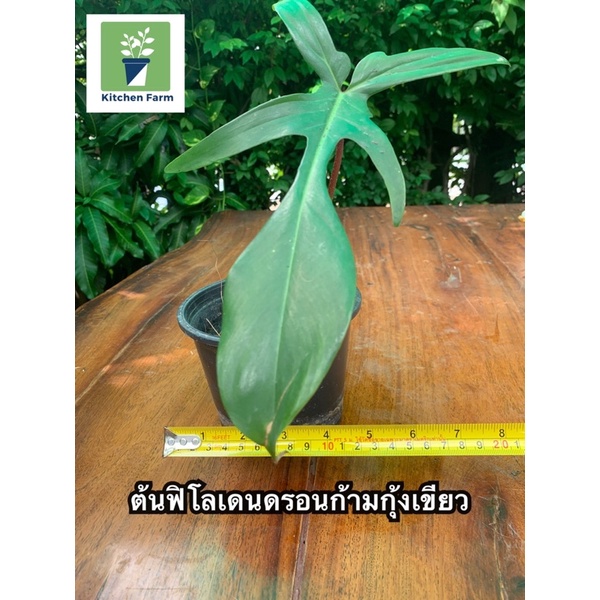 ฟิโลเดนดรอนก้ามกุ้งเขียว-philodendron-pedatun-ฟิโลเดนดรอน