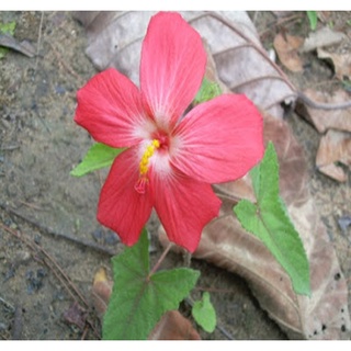 30 เมล็ด โสมชบา (เป็นไม้ดอกอายุหลายปี ลักษณะพุ่มสูงประมาณ50 เมล็ด (ไม่ใช่พืชที่มีชีวิต)