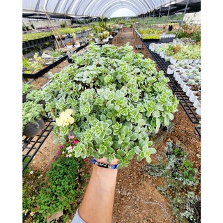 (1กระถาง) ต้น มากินอย ต้นมากินอย Sedum makinoi Variegated  Sedum makinoi variegatum เซดั้ม แวริกาตั้ม สวนนายนนท์