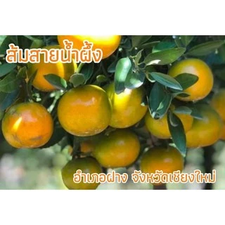 🍊ส้มสายน้ำผึ้ง คัดพิเศษ เบอร์ 5 จากอำเภอฝาง จังหวัดเชียงใหม่ ขนาดกล่องละ 3 กก. น้ำหนักส้มรวมกล่อง photo