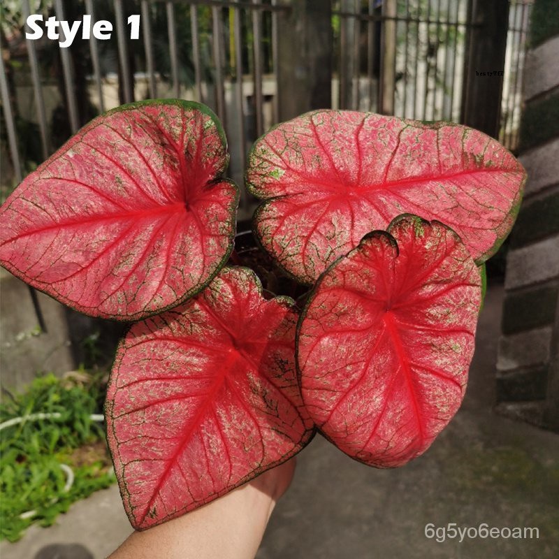 ผู้จำหน่ายเมล็ดพันธุ์-20pcs-rare-plant-caladium-bicolor-seeds-bonsai-plant-seeds-50-เมล็ด-ไม่ใช่พืช