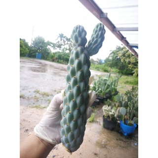 Opuntia miquelii   โพดตามรูป