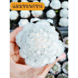 แมมขนนกขาวฟอร์มกอ แคคตัส ขนนกขาว Mammillaria plumosa กระบองเพชร