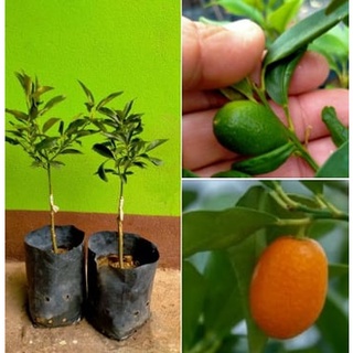 ต้นส้มกิมจ้อ ส้มกัมครอท ส้มมงคลเปลือกหวานทานได้ทั้งเปลือก ปลูกลงกระถางได้  ลงดินก็ได้ ต้นเสียบยอด ต้นละ 349 บาท