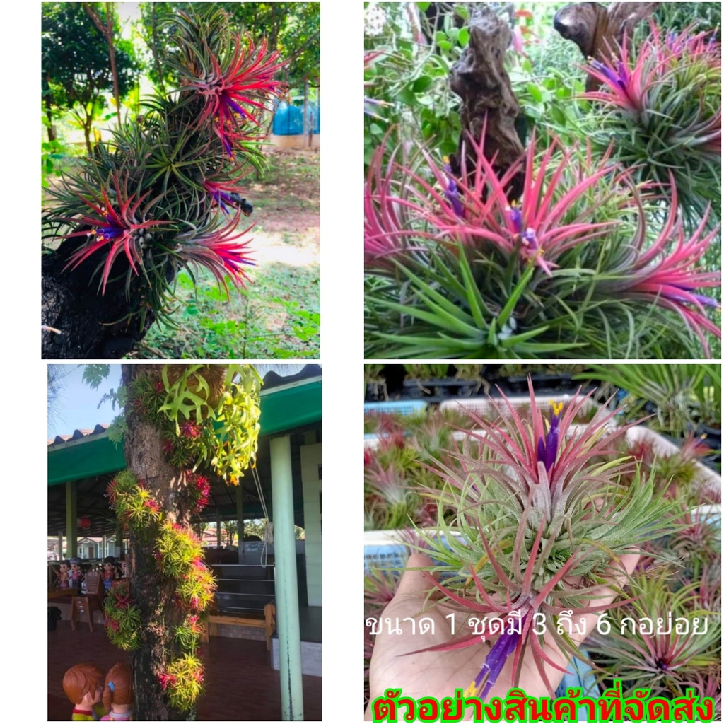 ขาย-ต้นพันธุ์-ต้น-ต้นทิลแลนด์เซีย-tillandsia-ทิลแลนด์เซีย-ตีนเป็ด-ต้นทิลแลนด์เซียตีนเป็ด-ทิลแลนเซีย-fadel