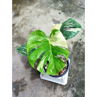 มอนสเตอร่าไทคอนmonstera/Thaiconstellation