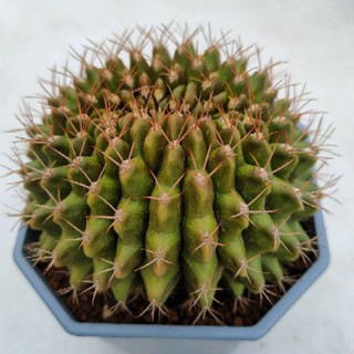 Cake Cactus Farm กระบองเพชร Gymnocalycium mihanovichii cristata ยิมโน คริส