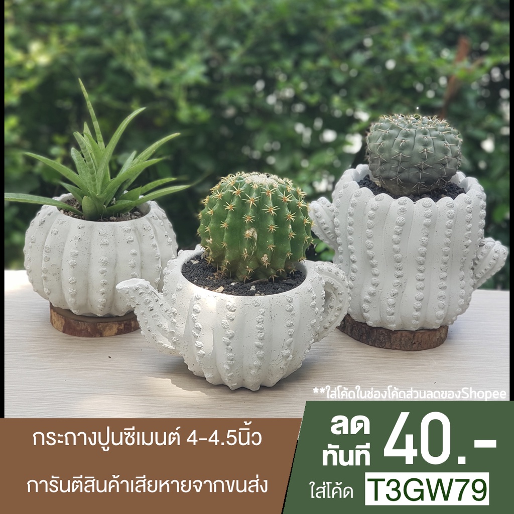 กระถาง-กระถางปูน-กระถางต้นไม้-กระถางปูนเปลือย-cactus