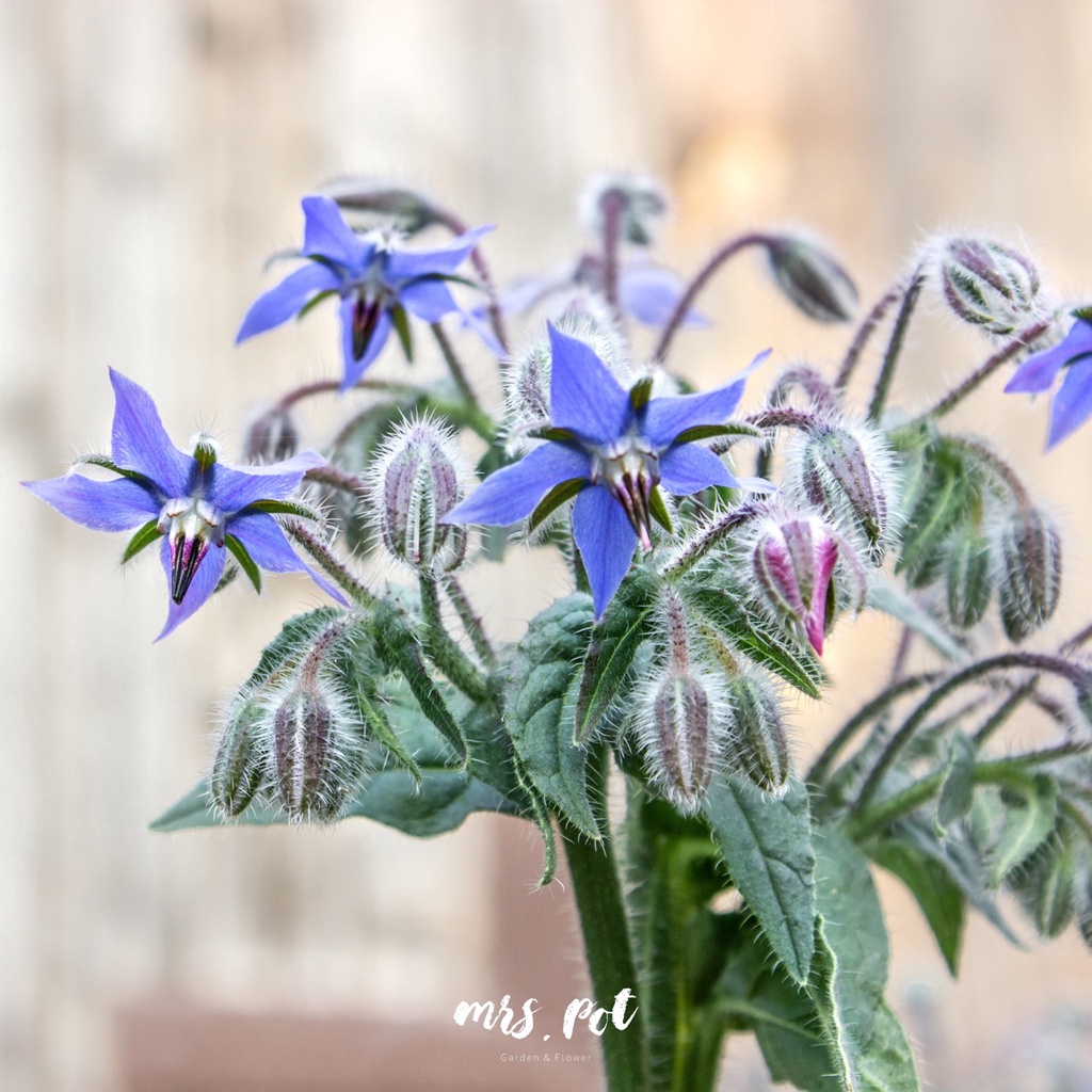 เมล็ดดอกไม้กินได้-โบราจ-borage