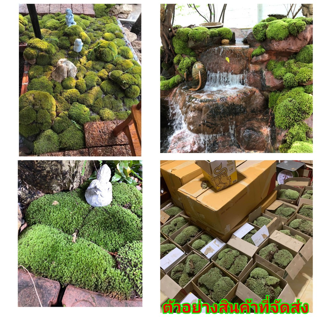 ขาย-มอส-มอสดินธรรมชาติ-มอสดินสด-มอสดินละเอียด-มอสดิน-moss-soil-มอสสด-สด-คริมา-เฟิร์นสาย-นุชนาฎ