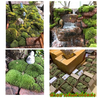 (ขาย) มอส มอสดินธรรมชาติ มอสดินสด มอสดินละเอียด มอสดิน Moss soil มอสสด สด คริมา เฟิร์นสาย / นุชนาฎ