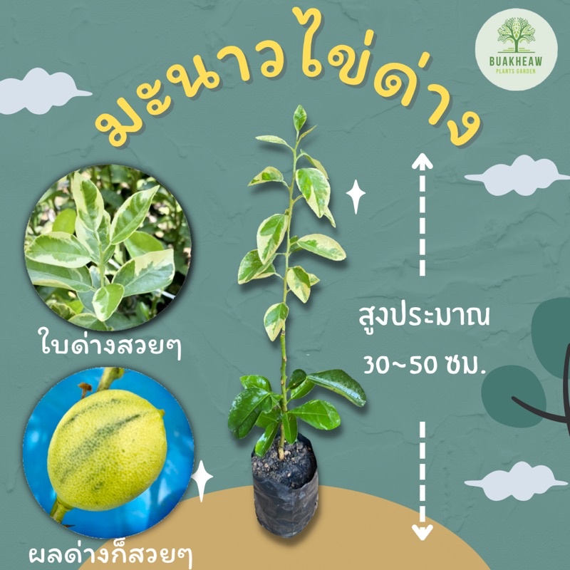 ต้นพันธุ์มะนาวไข่ด่าง-ต้นพันธ์มะนาวไข่ด่าง-มะนาวไข่ด่าง