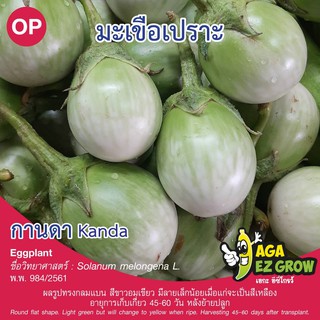 เมล็ดพันธุ์ มะเขือเปราะ กานดา บรรจุ 0.5 กรัม  [โปรโมชั่น ซื้อ10ซอง แถมฟรี 1ซอง]