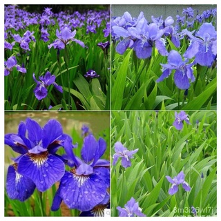 ถูก ใหม่ สายพันธุ์ไม้สวย บอนสี Blue Iris lactea Flower Seeds ต้นไม้มงคล ต้นไม้ฟอกอากาศ ดอกไม้จริง ต้นไม้มงคลจิ๋ว บอนส EH