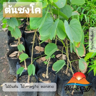 ต้นชงโค ชงโค สวนเขาหมาก ไม้ยืนต้น ไม้เศรษฐกิจ ไม้มีค่า ไม้ยืนย้น ไม้มีค่า