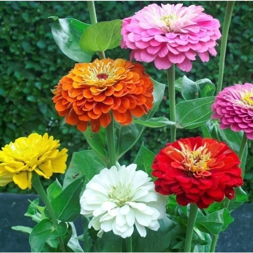 เมล็ดพันธุ์-ดอกบานชื่นคละสี-20-เมล็ด-mixed-zinnia-flower-seed-เมล็ดพันธุ์แท้-ดอกบานชื่นซ้อน-เมล็ดบานชื่น