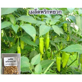 เมล็ดพันธุ์ พริกหยวก พริก 70 เมล็ด [10 แถม 1 คละได้]