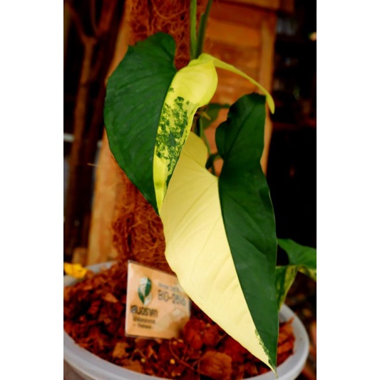 มีต้นเล็กนะคะ-syngonium-yellow-variegated-เงินไหลมาด่างเหลือง