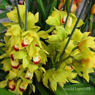 Boat orchids Seeds Flower Seeds Indoor Bonsai plant 20 particles / lot R016儿童/seeds/木瓜/上衣/裙子/园艺/香菜/鲜花/生菜/花园/ WPUX