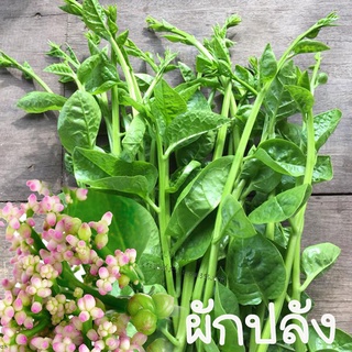 ผักปลังขาวถูกที่สุด10บ.เมล็ดพันธุ์ผักปลังขาว  เมล็ด ปลูกง่าย ขึ้นไวใบใหญ่ดกมาก50 เมล็ด (ไม่ใช่พืชที่มีชีวิต)