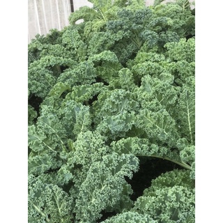 สินค้า ผักเคลหยิก Kale โปรหน้าฝน ซื้อ1 แถม 1  ออร์แกนิค 💯 %พร้อมส่ง