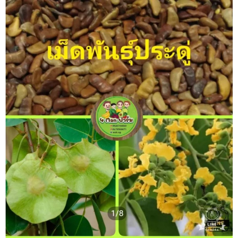 เมล็ดพันธุ์ต้นประดู่ป่า-เมล็ดพันธุ์ต้นประดู่-เมล็ดพันธุ์ประดู่-เม็ดประดู่-ชุดล่ะ-100-เมล็ด