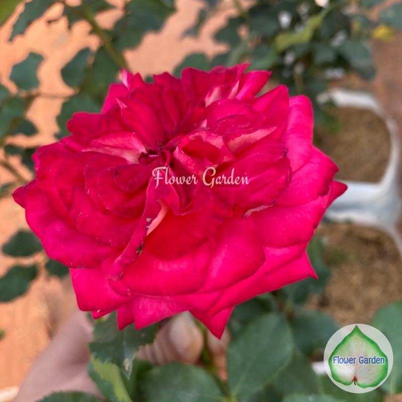 flower-garden-f512-กุหลาบ-pink-kleopatra-พิ้งค์-ครีโอพัตตรา-ดอกสีแดง-กุหลาบเยอรมัน-ส่งทั้งต้นยกถุง