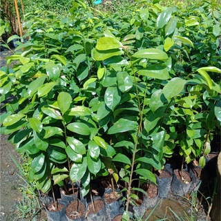 ต้นทุเรียนเทศ ต้นทุเรียนน้ำ เป็นพืชที่ชอบความชื้นสูง ผลมีรูปร้างคล้ายทุเรียน ต้นสูงประมาณ 70-80cm.(1 ต้น)