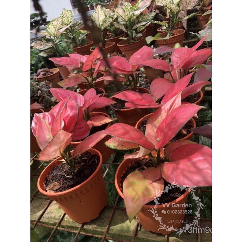 aglaonema-red-king-ready-stock-สั่งซื้อสินค้าในตลาด-บ้าน-บ้าน-บ้าน-บ้าน-บ้าน-บ้าน-บ้าน-บ้าน-บ้าน-yp6j