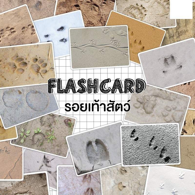 แฟลชการ์ดรอยเท้าสัตว์-แผ่นใหญ่-flash-card-footprint-kp051