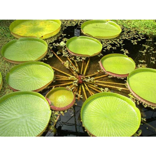 5 เมล็ด เมล็ดพันธุ์ บัววิกตอเรีย (Victoria) ใบบัวใหญ่ หรือ บัวกระด้ง (อังกฤษ: Victoria waterlily) Unseen Thailand