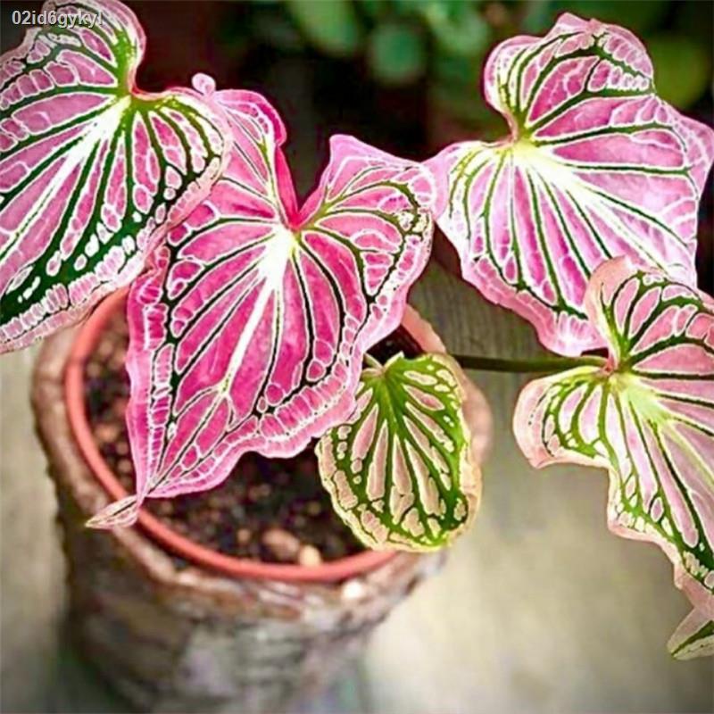 02id6gykyl100เมล็ด-mixed-colors-caladium-seeds-บอนสีหายาก-บอนสีแปลกๆ-บอนต้นสีแปลกๆ-บอนสีหายาก-ต้นไม้บอลสี-ต้นไม้มงคล-ต้น