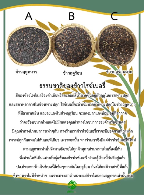 ภาพหน้าปกสินค้า*ค่าส่ง *ข้าวกล้องไรซ์เบอรี่คัดพิเศษ(5กก.)5ถุงปลอดสาร จากร้าน siamniyomrice บน Shopee