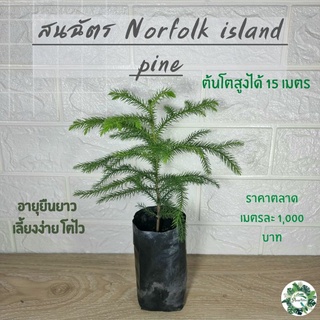 สินค้า สนฉัตร (Norfolk island pines)🌲 สูง 20 ซม. ใบเขียวสวยงาม เลี้ยงง่ายโตไวเลี้ยงประดับและสามารถทำขุดล้อมขายได้ราคาตลาดสูง