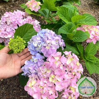 Flower Garden F118 ต้นไฮเดรนเยีย Hydrangea พันธุ์เบา โทนสีฟ้า ม่วง ชมพู ออกดอกทั้งปี  แบบถุงพร้อมส่ง