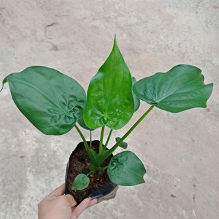 Flower Garden F267 ต้นนางกวัก Alocasia Cuprea อโลคาเซีย ไม้มงคล นิยมปลูกหน้าร้านกวักโชคลาภ เรียกลูกค้า