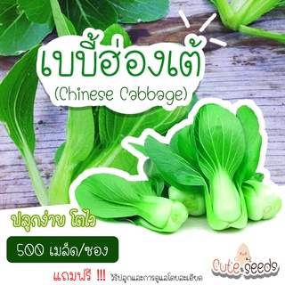 เมล็ดพันธุ์เบบี้ฮ่องเต้ 100เมล็ด อัตราการงอก95% ปลูกง่าย โตไว(แถมฟรี เมล็ดผักทุกออเดอร์)