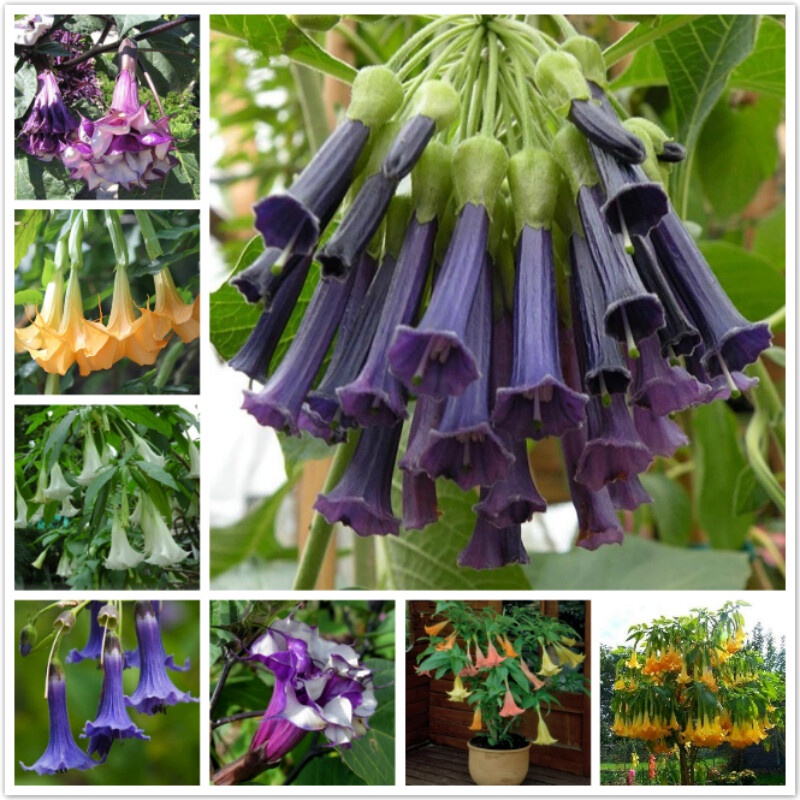 10 Double Yellow Orange Angel Trumpet Seeds – Brugmansia Datura, Perennial Flower, Fresh, Toadstool Seeds