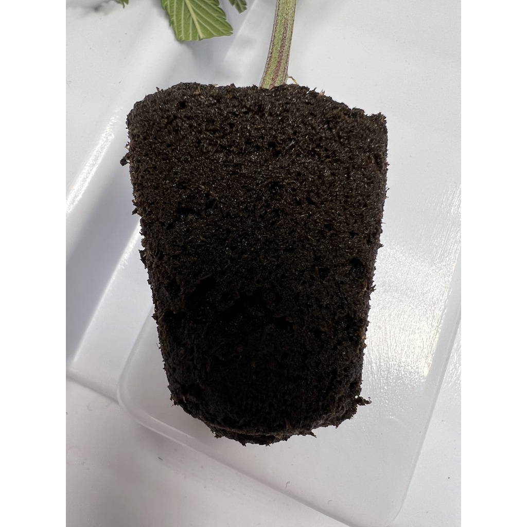 root-riot-planter-cubes-for-germination-ของแท้-100-วัสดุปลูกสำหรับปักชำ-เพาะเมล็ด