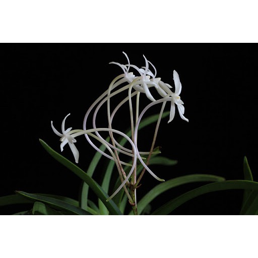 กล้วยไม้สกุลเข็มญี่ปุ่นดอกหอม-neofinetia-falcata-1-ต้น