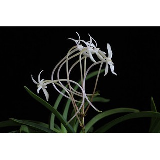 กล้วยไม้สกุลเข็มญี่ปุ่นดอกหอม Neofinetia falcata 1 ต้น