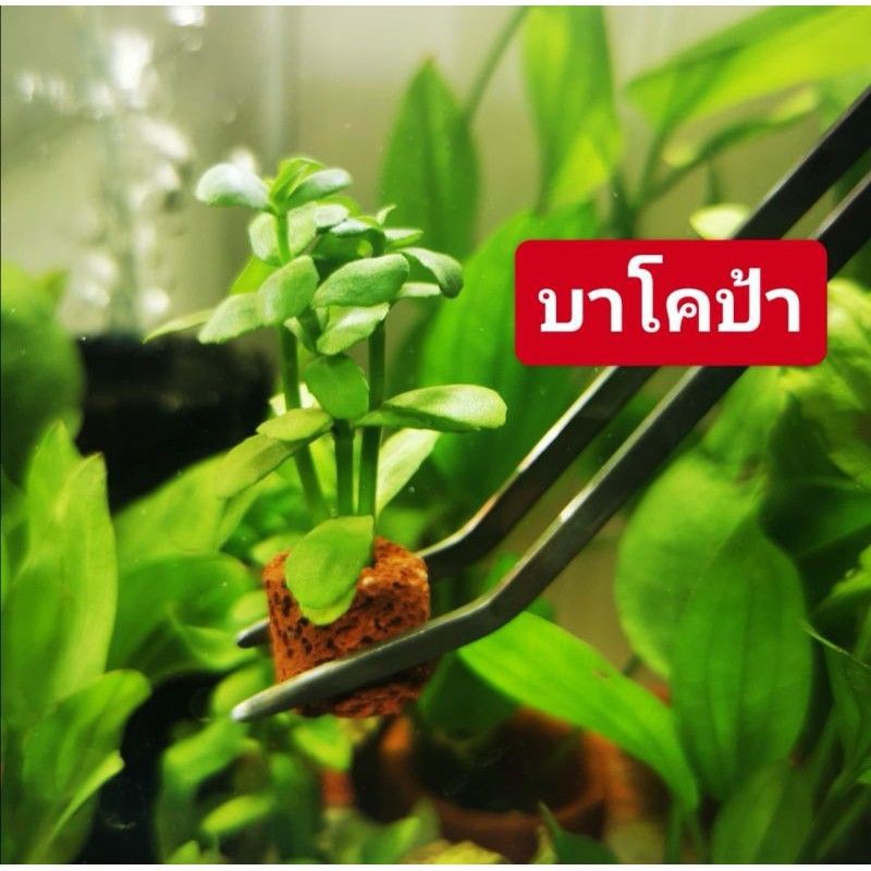 ราคาและรีวิวไม้น้ำ​ ซื้อ(2แถม1)​ ต้นออกรากไว​ ต้นแถมร้านเลือกให้​