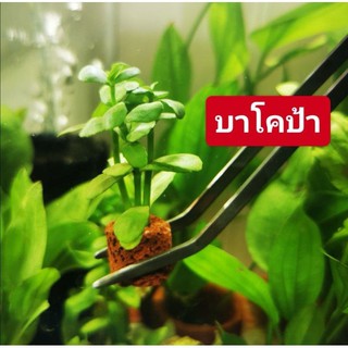 ราคาไม้น้ำ​  ซื้อ(2แถม1)​  ต้นออกรากไว​🏡 ต้นแถมร้านเลือกให้​