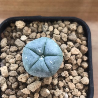 โลโฟ ไม้เพาะเมล็ด หน้าสวยๆ lophophora williamsii