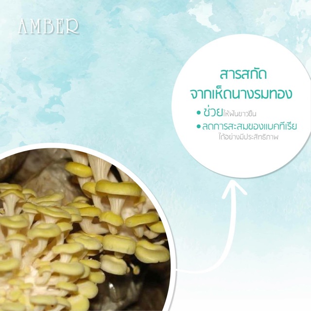 ยาสีฟันสมุนไพร แอมเบอร์ 100 กรัม Amber Herbal Toothpaste 100g | Shopee ...