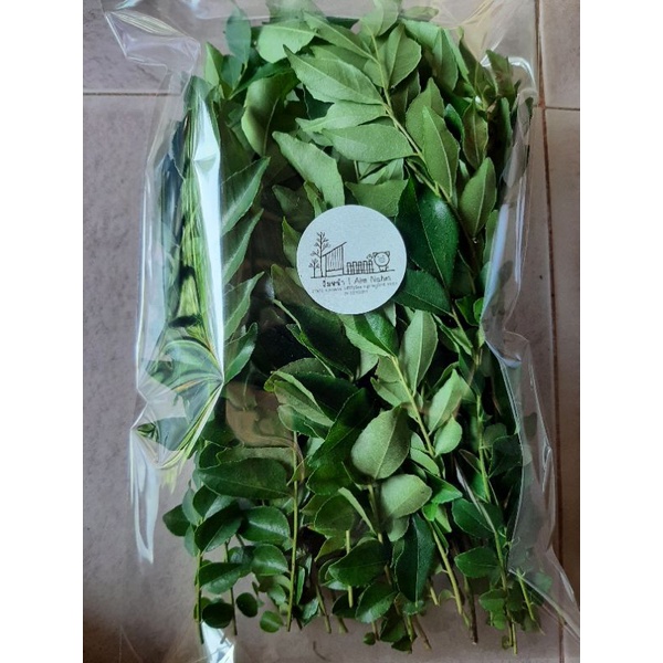 ขาย-ใบกระหรี่-ใบหอมแขก-curry-leaf-สดใหม่เขียวสวย