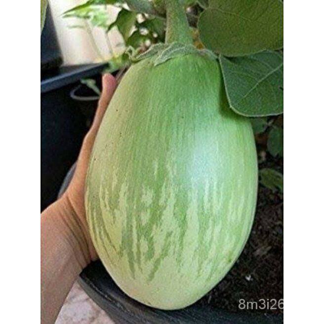 อินทรีย์-ต้น-ดอก-เมล็ดพันธุ์-มะเขือยักษ์-พันธุ์หยกภูพาน-yok-poo-pan-giant-eggplant-seed-บรรจุ-10-เมล็ด-1hgj