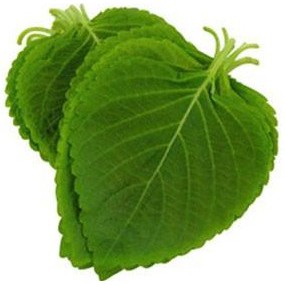 เมล็ดพันธุ์ชิโสะ-สีเขียว-green-shiso50-เมล็ด-ไม่ใช่พืชที่มีชีวิต