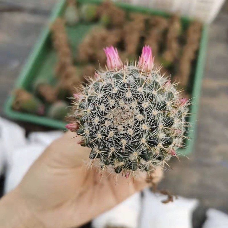 ถูกสุด-cactus-แมมแม่เฒ่า-ไม้เมล็ด-ขนาด-4-ซม-กระบองเพชร-แคคตัส